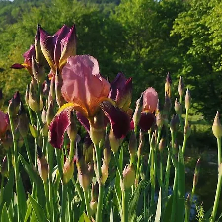 公寓 Tesla- Modernes Wohnen Fuer Geschaeftsaufenthalte Oder Ferien *